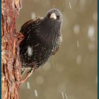 Star (Sturnus vulgaris)