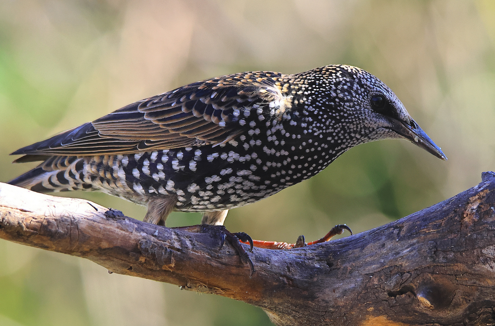 Star Sturnus vulgaris