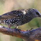 Star Sturnus vulgaris