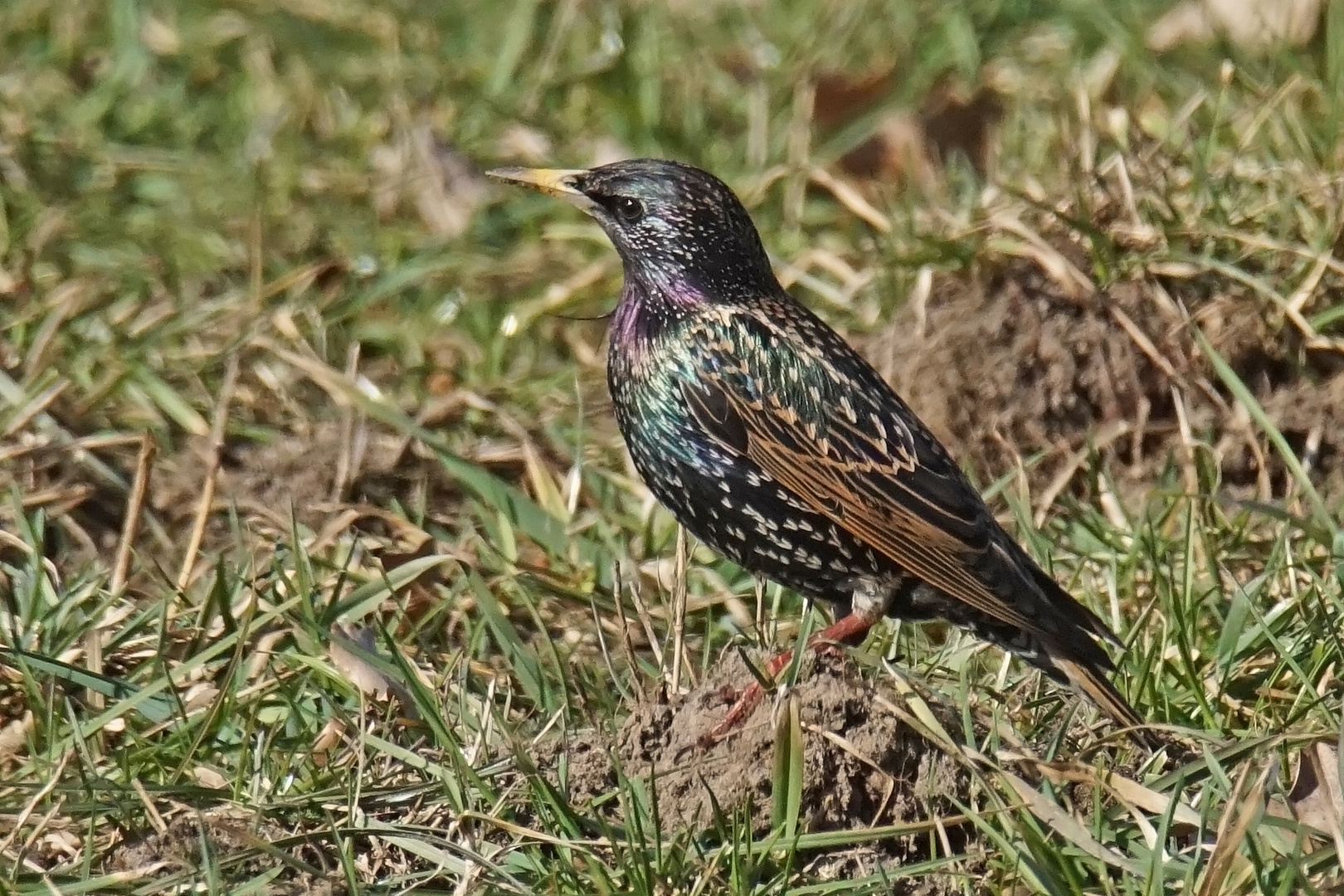 Star (Sturnus vulgaris)