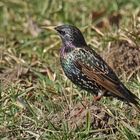 Star (Sturnus vulgaris)