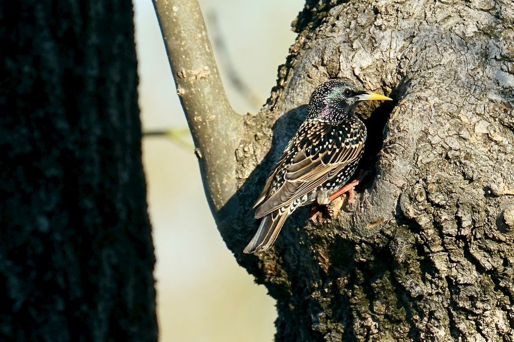 Star (Sturnus vulgaris)