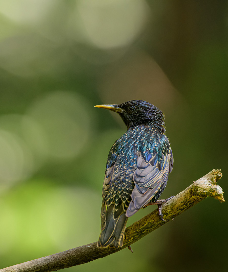 Star - Sturnus vulgaris