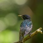 Star - Sturnus vulgaris