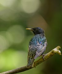 Star - Sturnus vulgaris