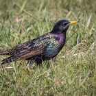 Star (Sturnus vulgaris)