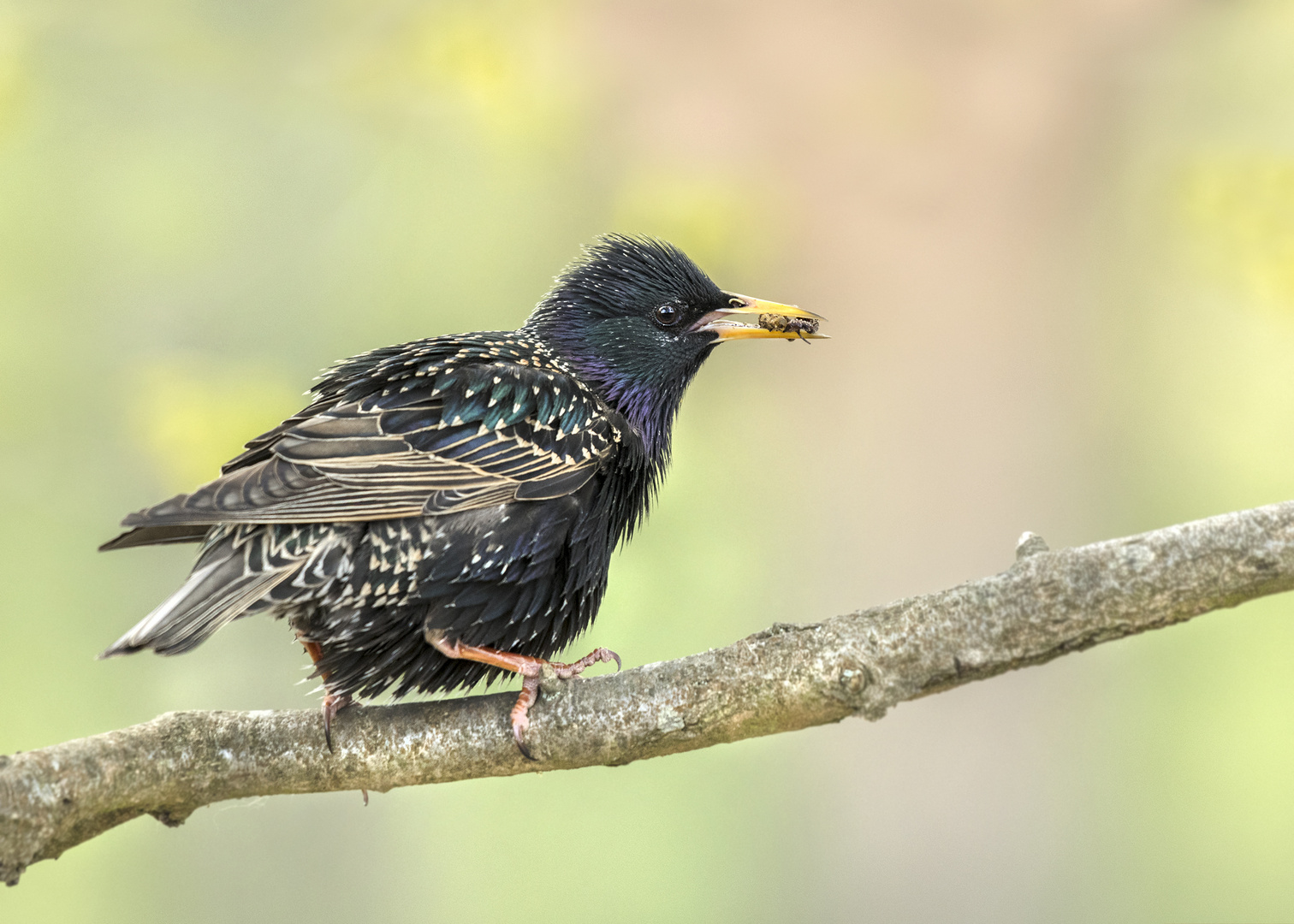 Star (Sturnus vulgaris)