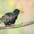 Star (Sturnus vulgaris)