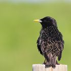 Star (Sturnus vulgaris)