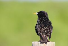 Star (Sturnus vulgaris)