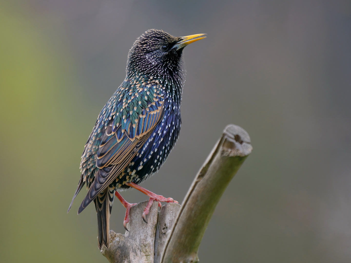 Star (Sturnus vulgaris) ....