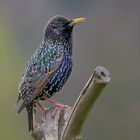 Star (Sturnus vulgaris) ....