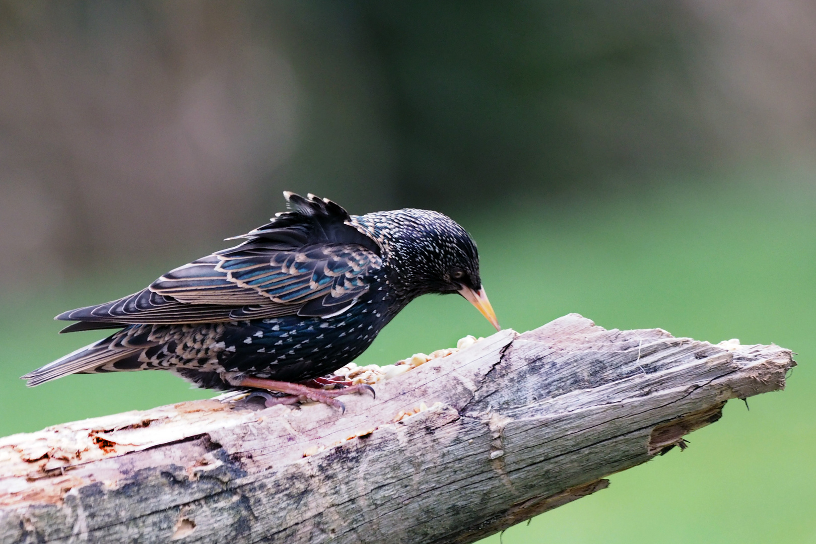 Star (Sturnus vulgaris)