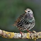 Star (Sturnus vulgaris)