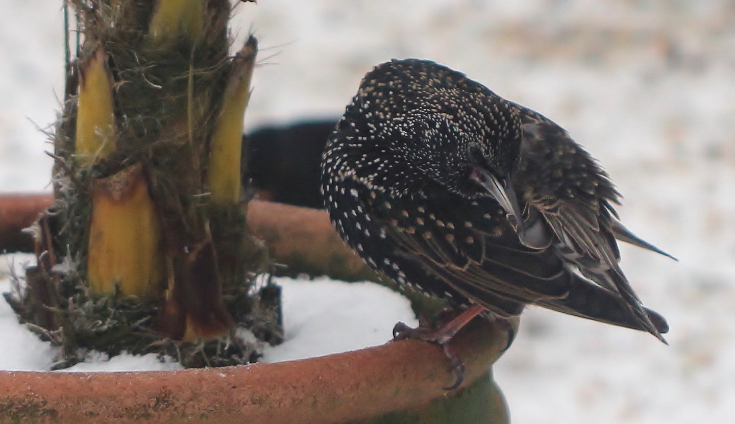 Star (Sturnus vulgaris)