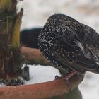 Star (Sturnus vulgaris)