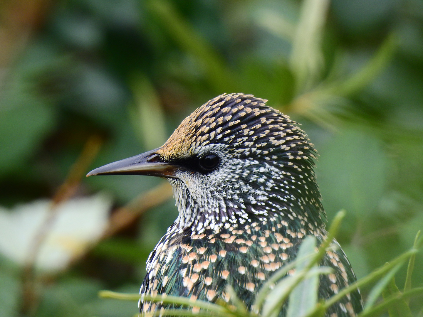 Star (Sturnus vulgaris)