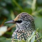 Star (Sturnus vulgaris)