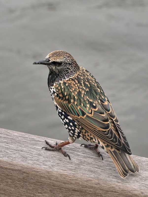 Star, Sturnus vulgaris