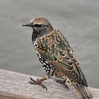 Star, Sturnus vulgaris