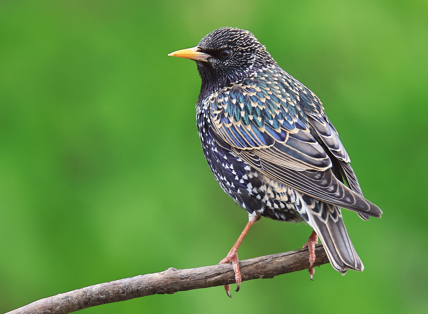 Star Sturnus vulgaris