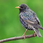 Star Sturnus vulgaris