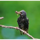 ---- Star ---- ( Sturnus vulgaris )