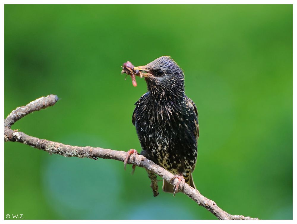 ---- Star ---- ( Sturnus vulgaris )