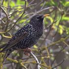 Star Sturnus vulgaris