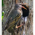 - Star - (Sturnus vulgaris)