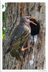 - Star - (Sturnus vulgaris)