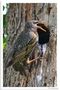 - Star - (Sturnus vulgaris) von Wolfgang Zerbst - Naturfoto