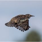 star (sturnus vulgaris)....