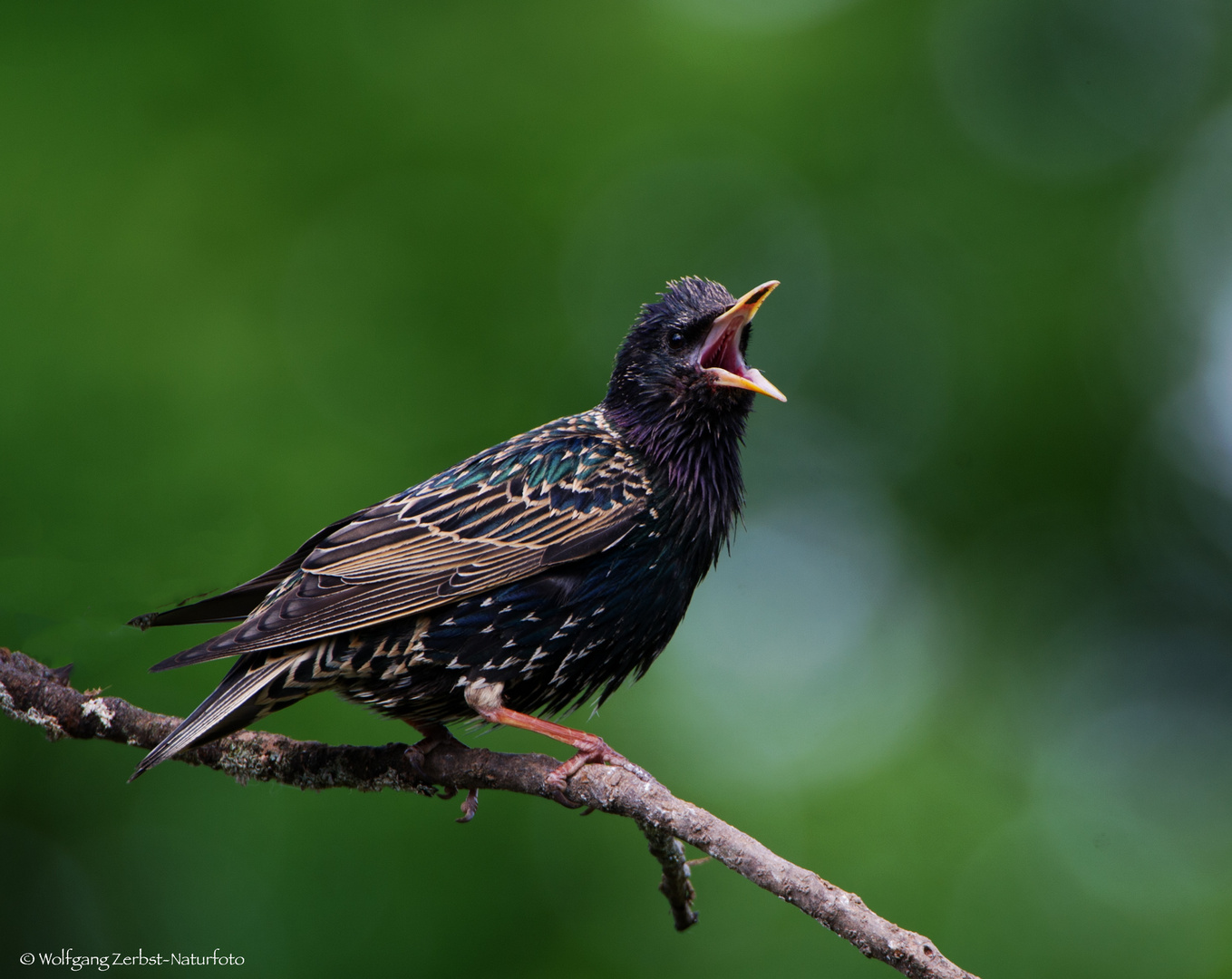   - STAR -  ( Sturnus vulgaris )