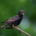   - STAR -  ( Sturnus vulgaris )