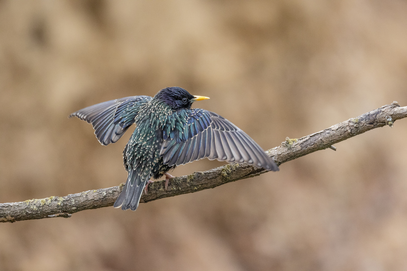 Star Sturnus vulgaris)