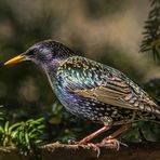 Star (Sturnus vulgaris)