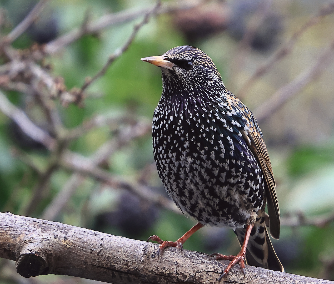 Star Sturnus vulgaris