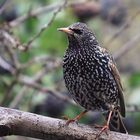 Star Sturnus vulgaris