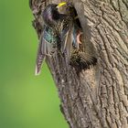 Star (Sturnus vulgaris) beim füttern