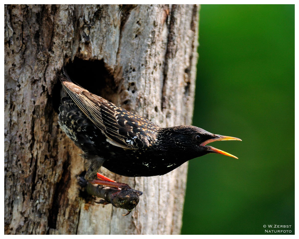 - Star - ( Sturnus vulgaris )  " Beim verlassen der Bruthöhle "