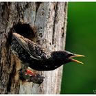 - Star - ( Sturnus vulgaris )  " Beim verlassen der Bruthöhle "