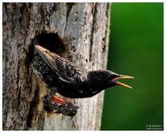 - Star - ( Sturnus vulgaris )  " Beim verlassen der Bruthöhle "