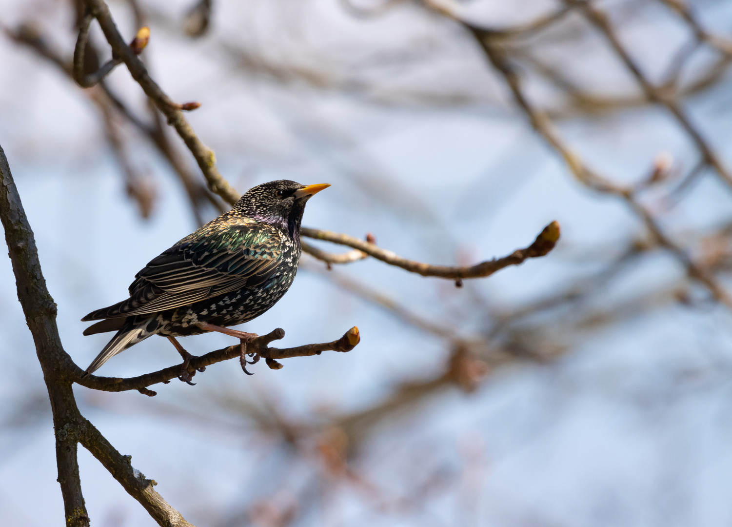 Star (Sturnus vulgaris)