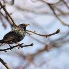 Star (Sturnus vulgaris)