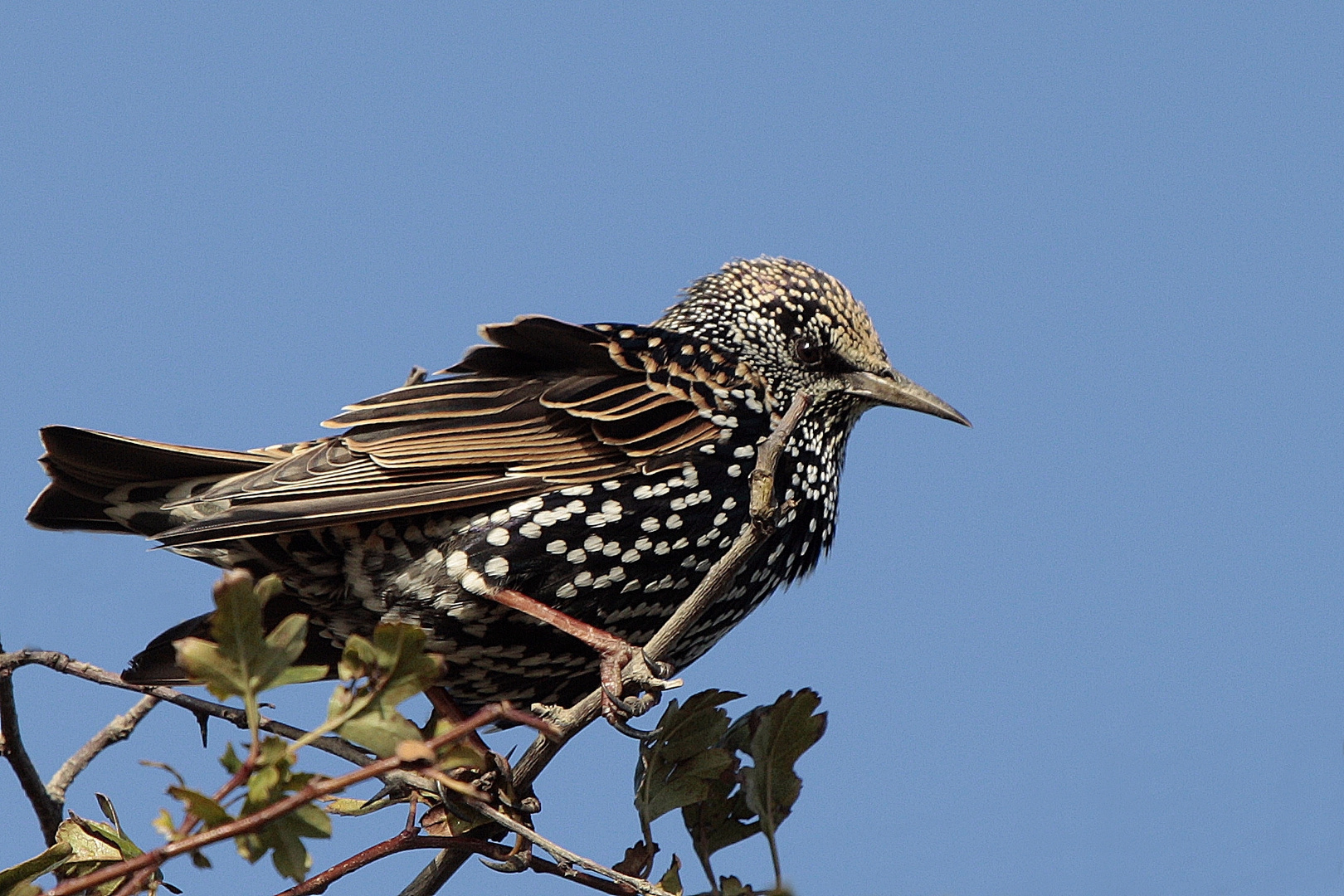 Star (Sturnus vulgaris)