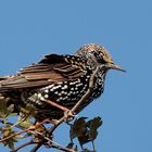 Star (Sturnus vulgaris)