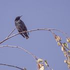 Star (Sturnus vulgaris)