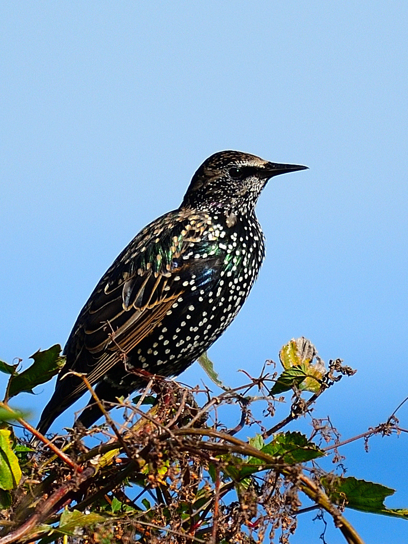 Star, (sturnus vulgaris), Common starling,  Estornino pinto