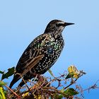 Star, (sturnus vulgaris), Common starling,  Estornino pinto